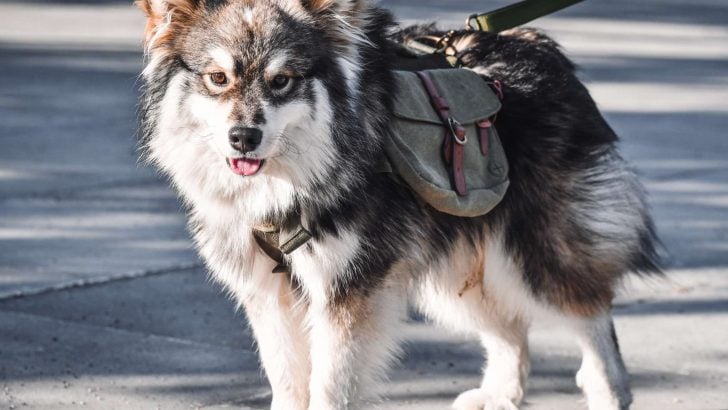 7 Best Dog Hiking Backpacks for Saddle Bag Packing Their Gear
