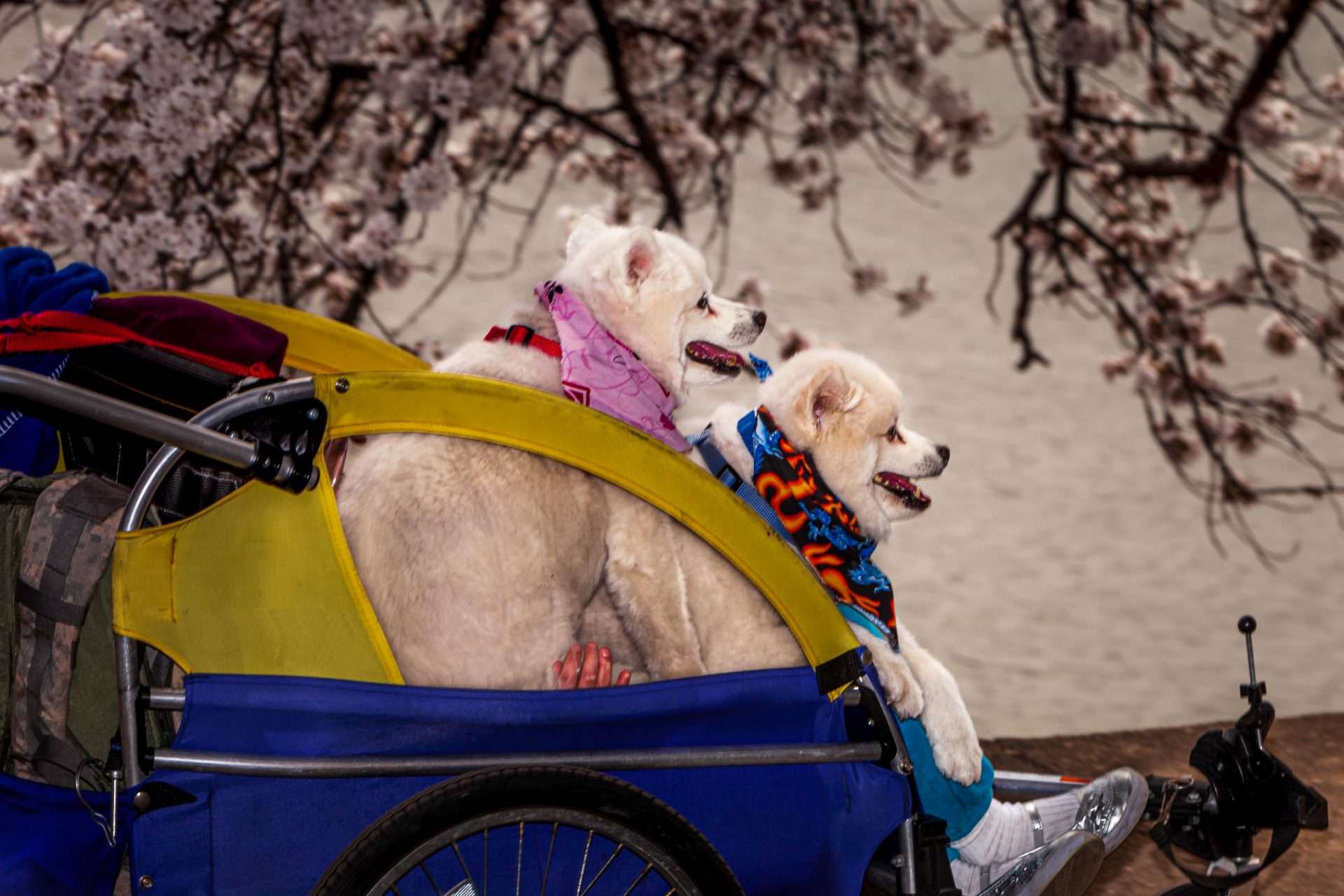 Two dogs being pushed in stroller