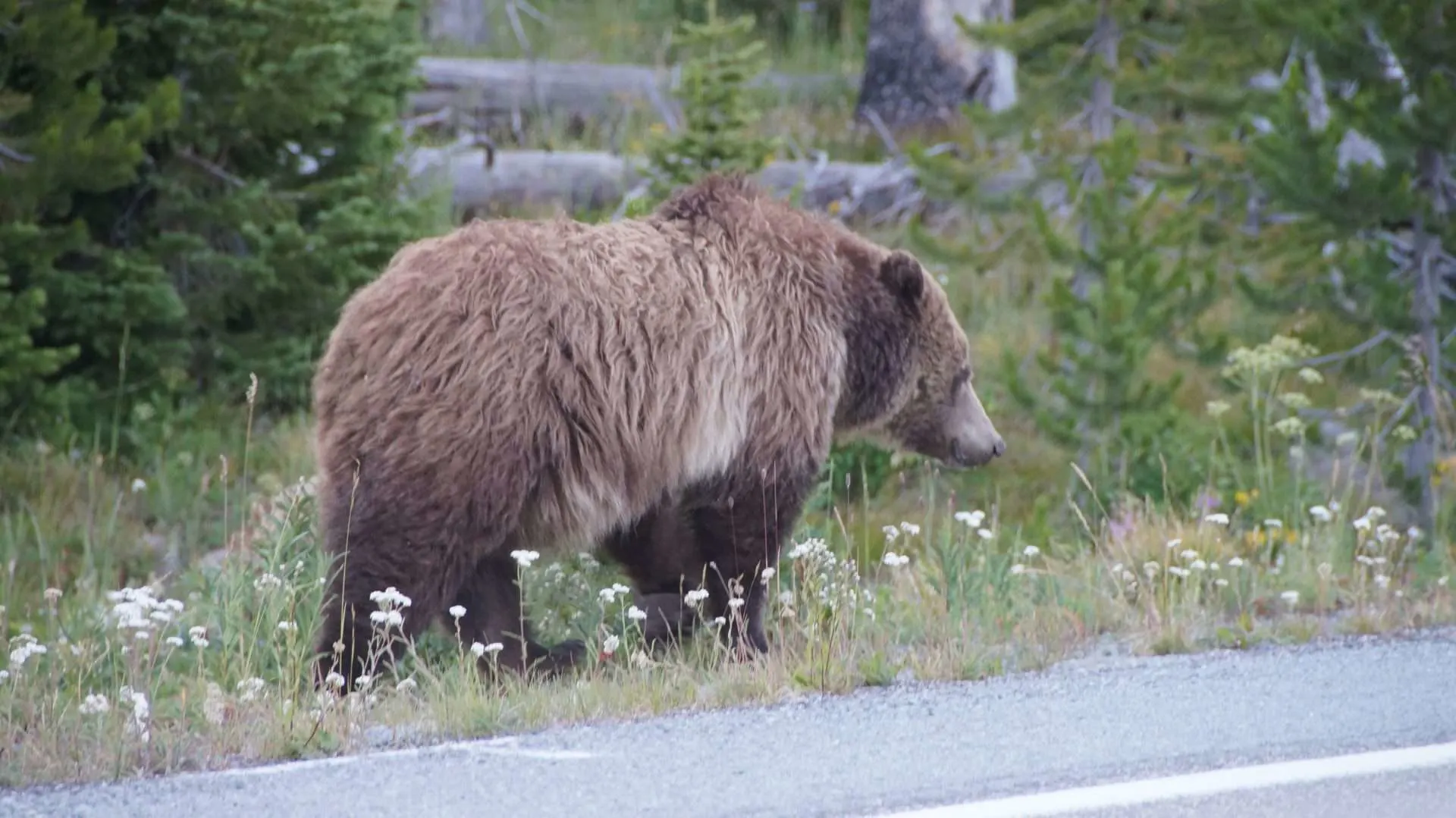 Wild bear walking along the road.