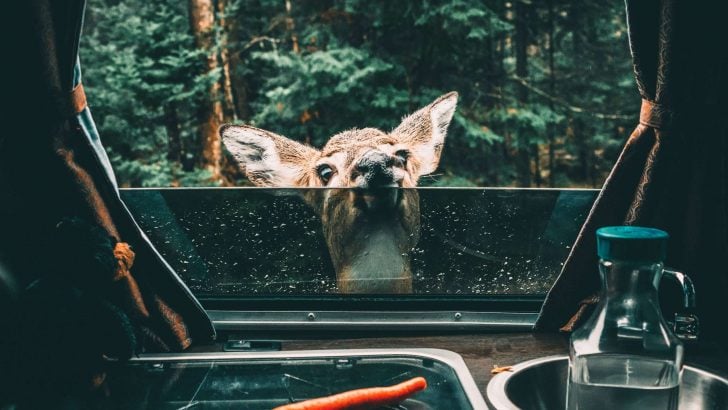 5 Reasons to Not Feed the Wildlife While Camping