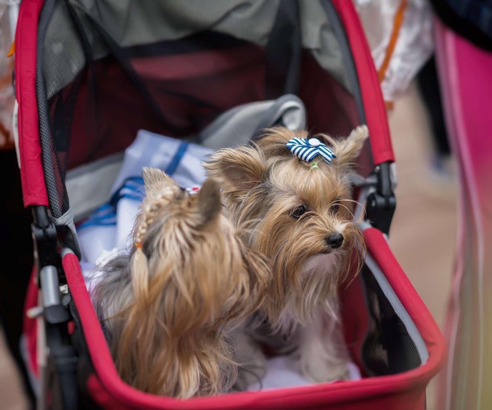 Two small dogs being pushed in dog stroller.