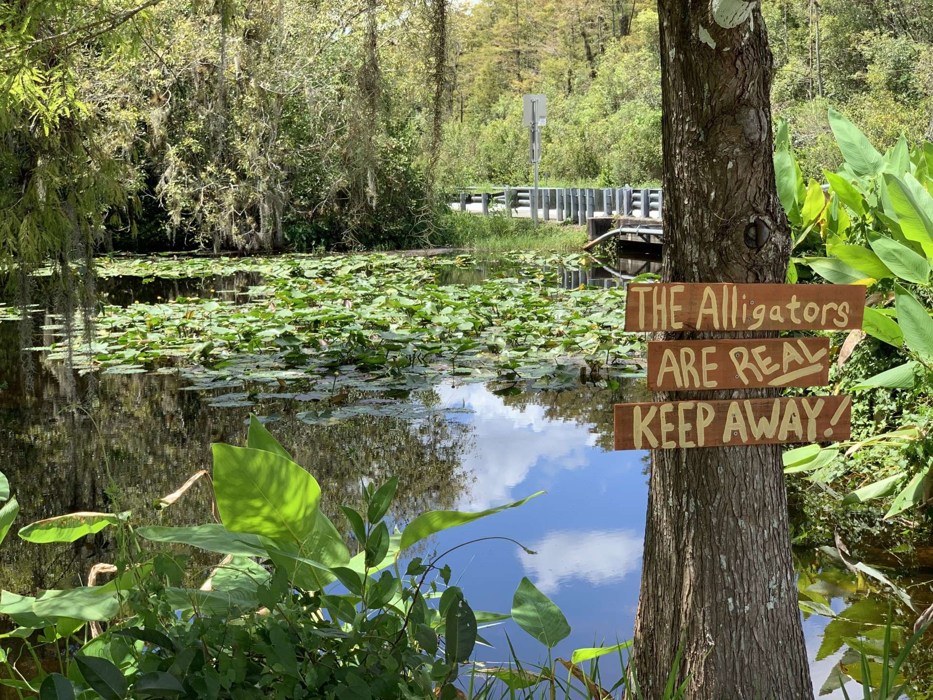 Alligator warning sign in Everglades National Park