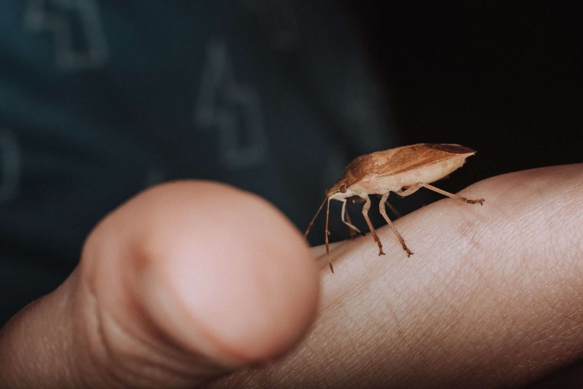 Stink bug crawling on a persons hand