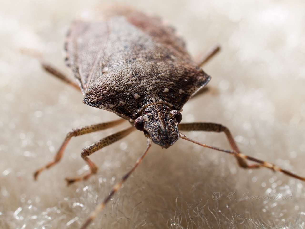 Close up on a stink bug