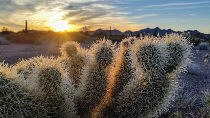 Why You Should Visit Kofa National Wildlife Refuge in Arizona