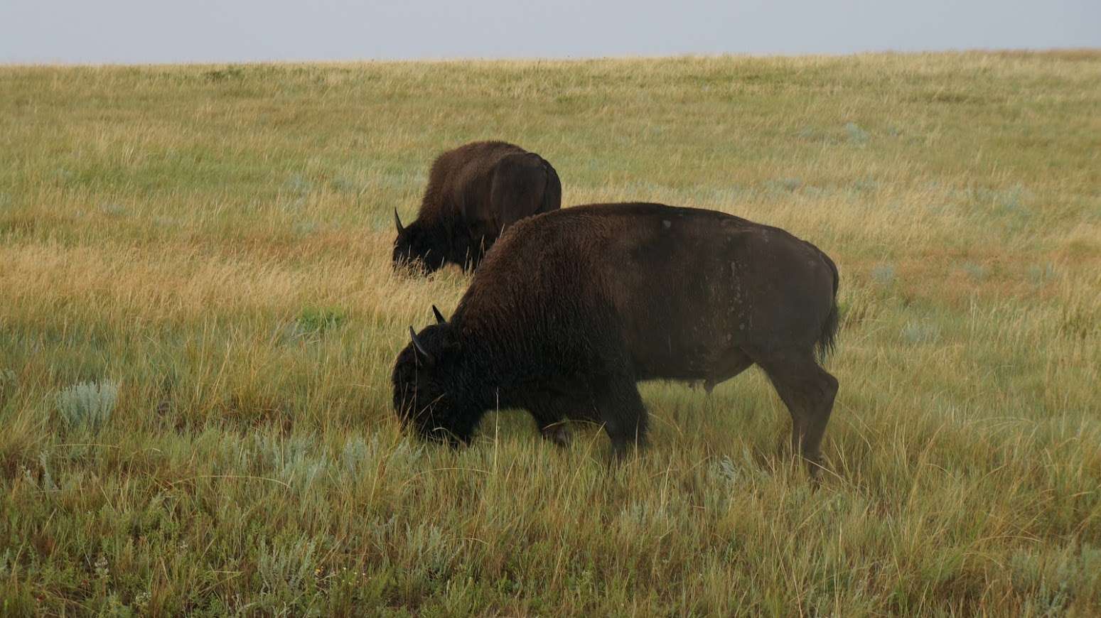 Two bison grazing in grass.