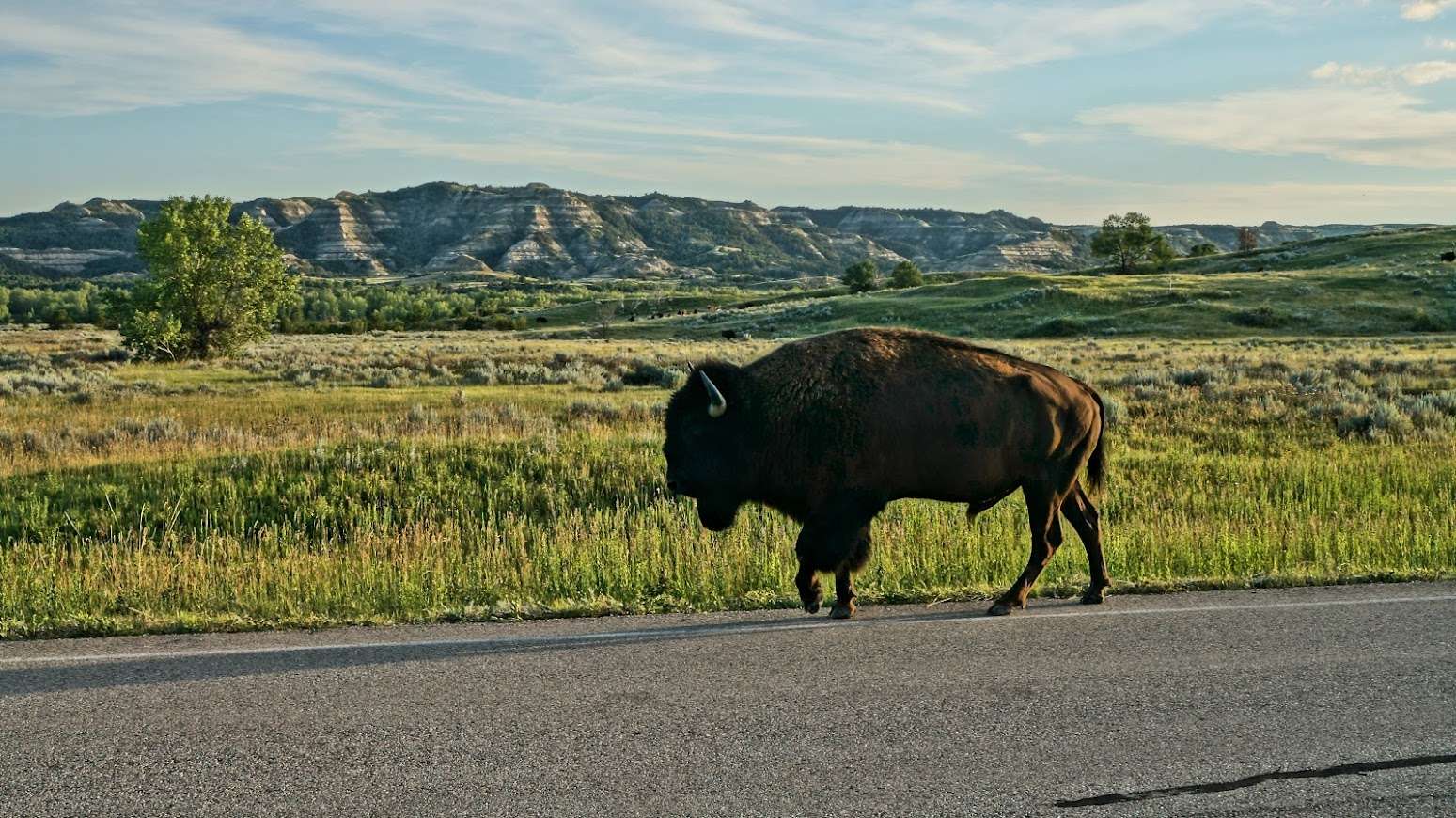 Bison walking on road through national park