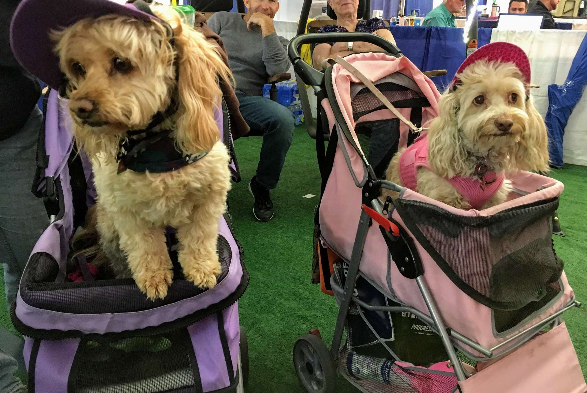 dogs in strollers at quartzsite rv show