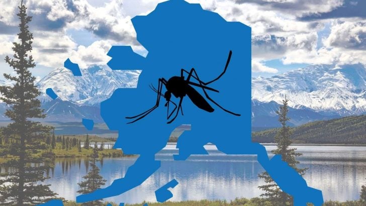 alaska mosquitos