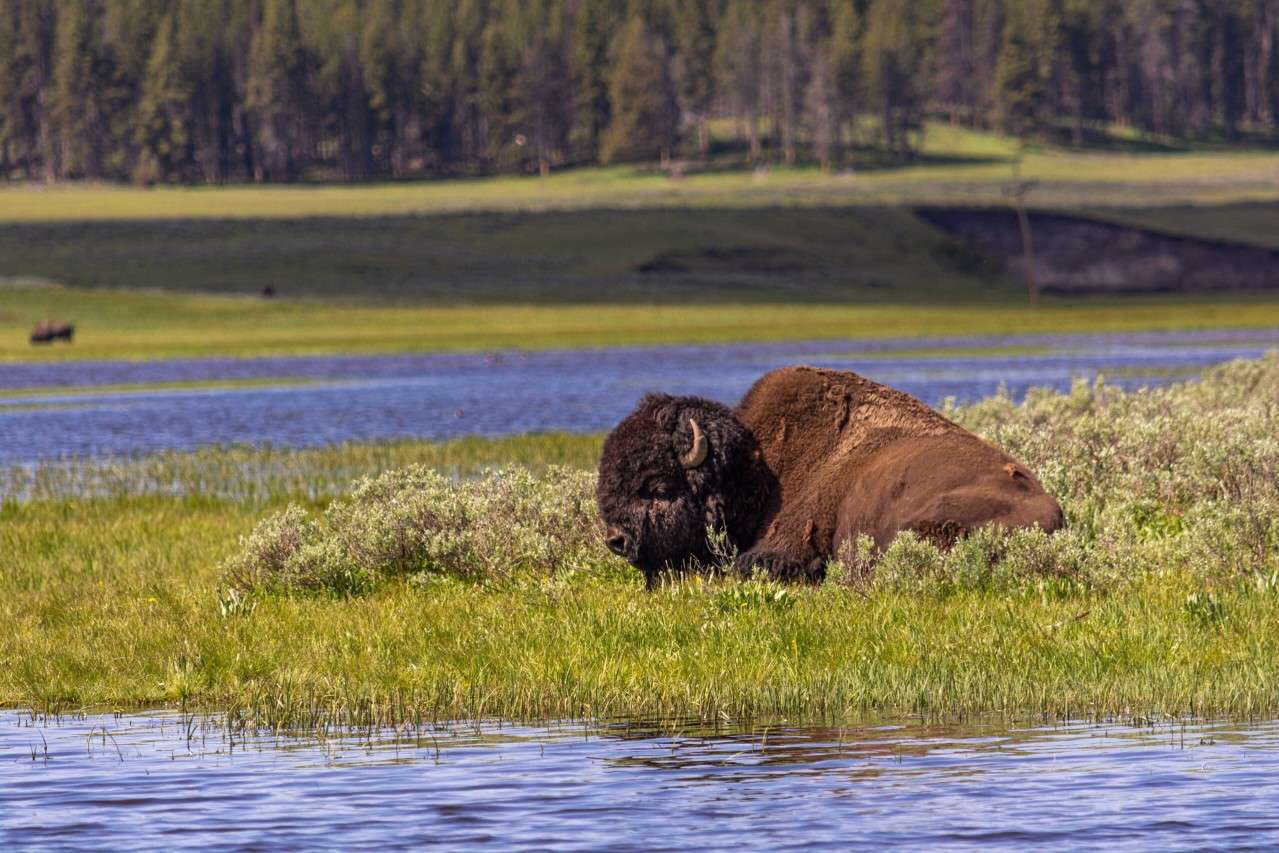 LArge buffalo resting by water.