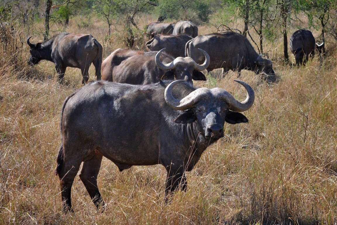 Herd of buffalo.