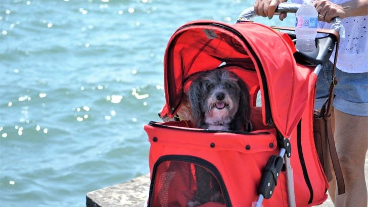 Dog Strollers: Ridiculous or Adorable?