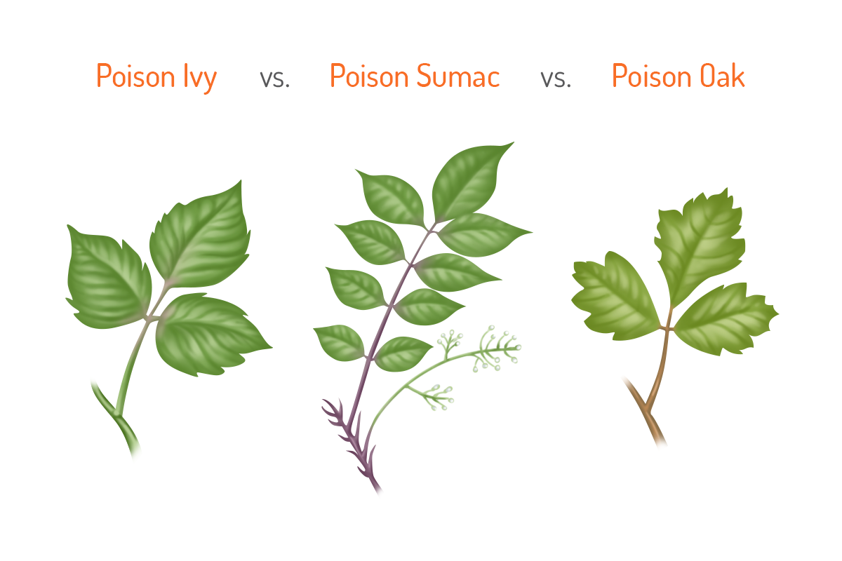 poison ivy vs poison sumac vs poison oak graphic