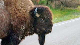 american bison in theodore roosevelt national park
