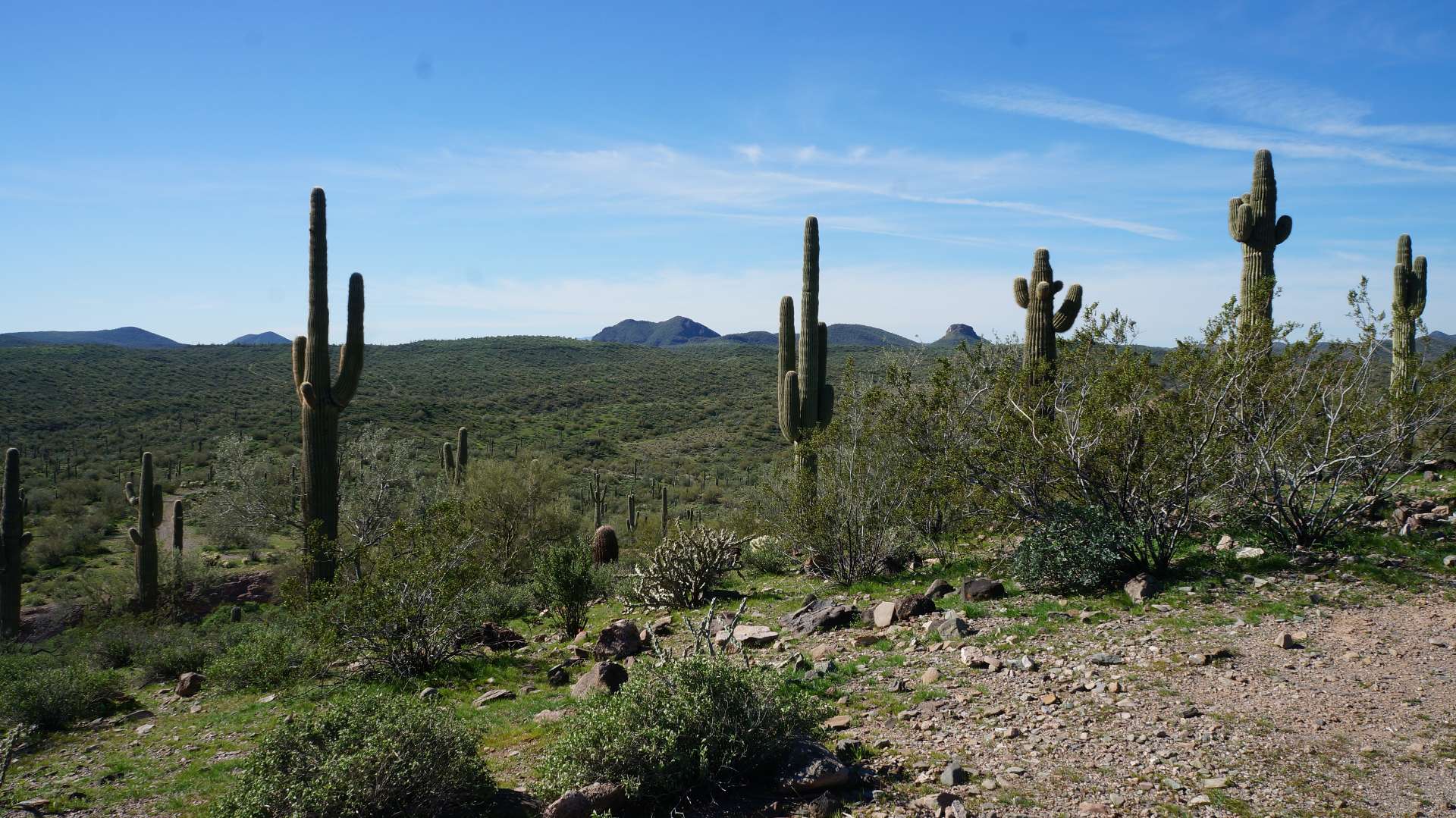 saguaro cactus forest