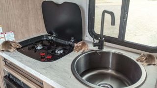 How to Keep Mice Out of Camper