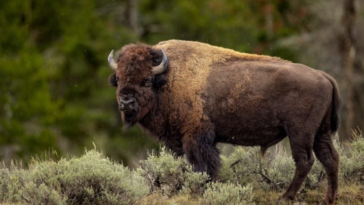 Are Bison and Buffalo the Same?
