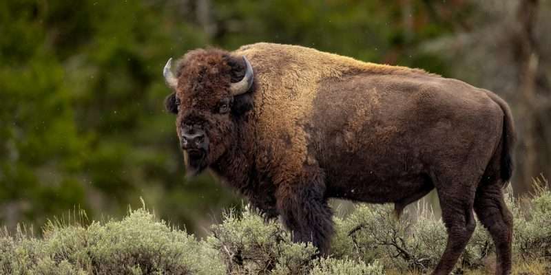 bison or buffalo?