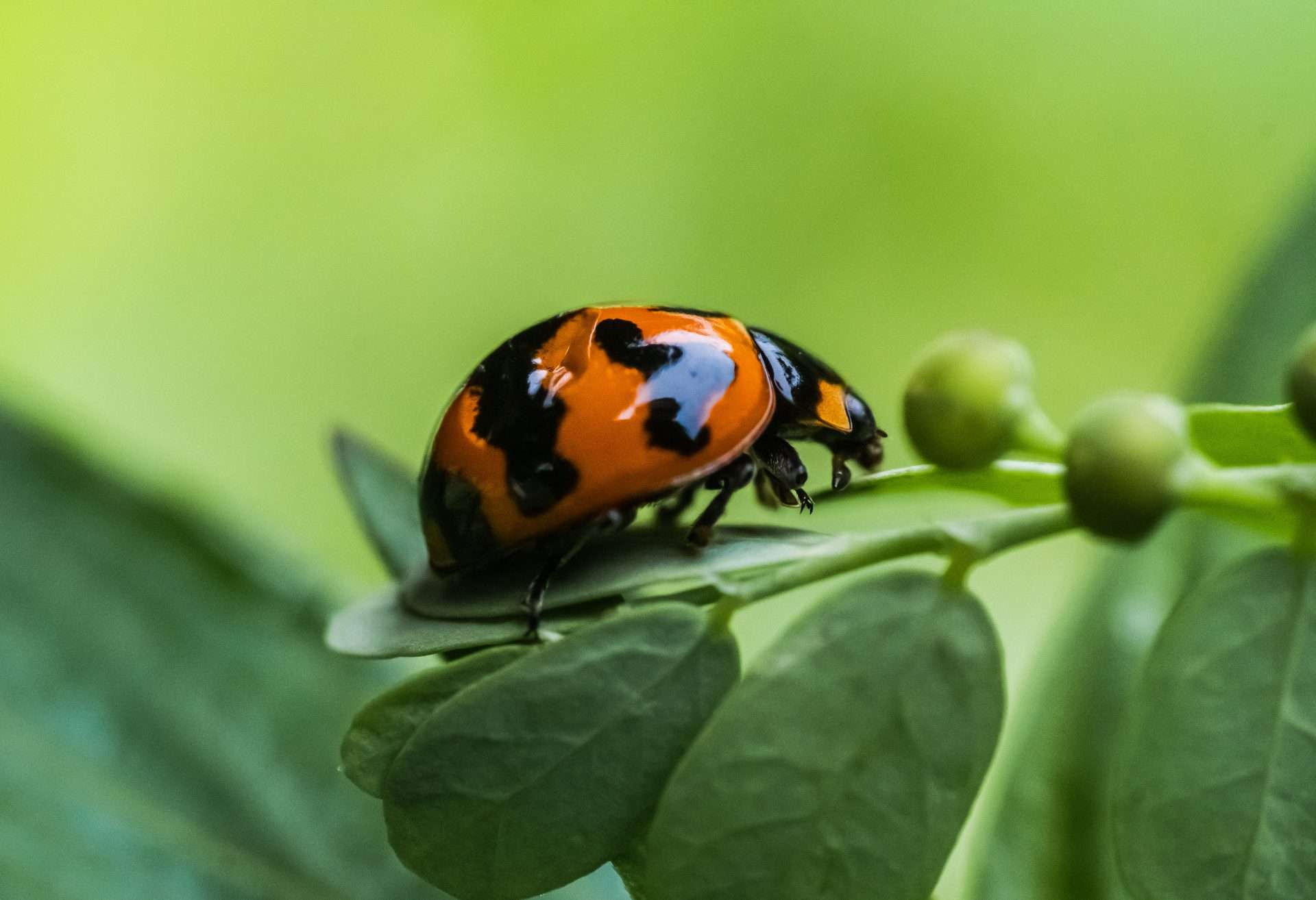 Ladybug crawling on lead.