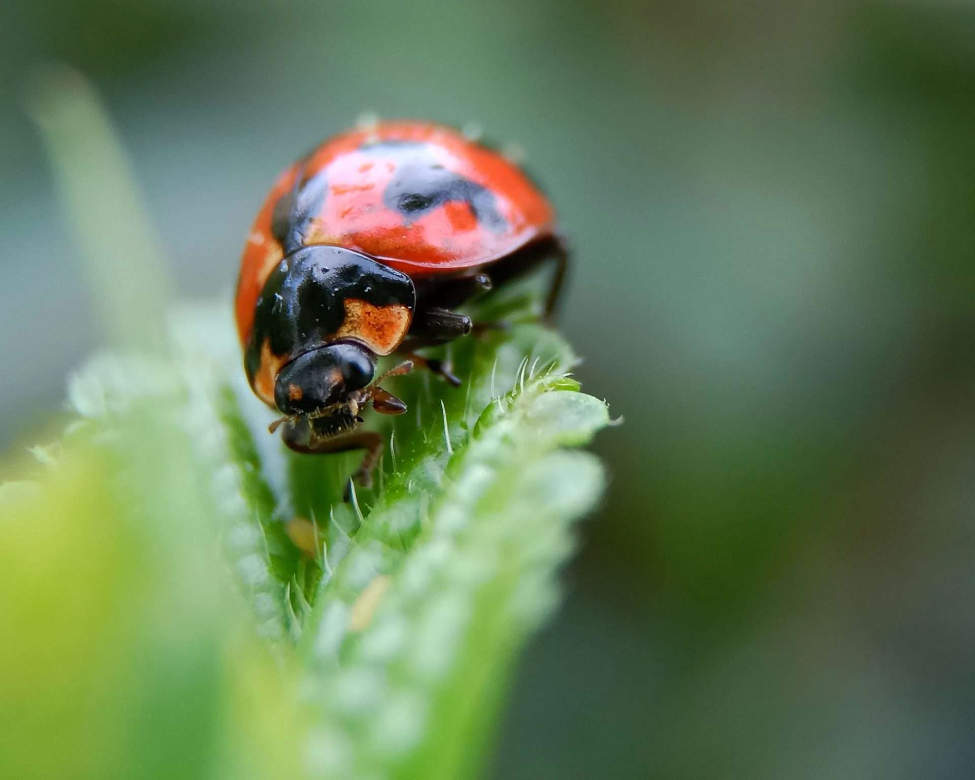 Solo ladybug crawling on leaf.
