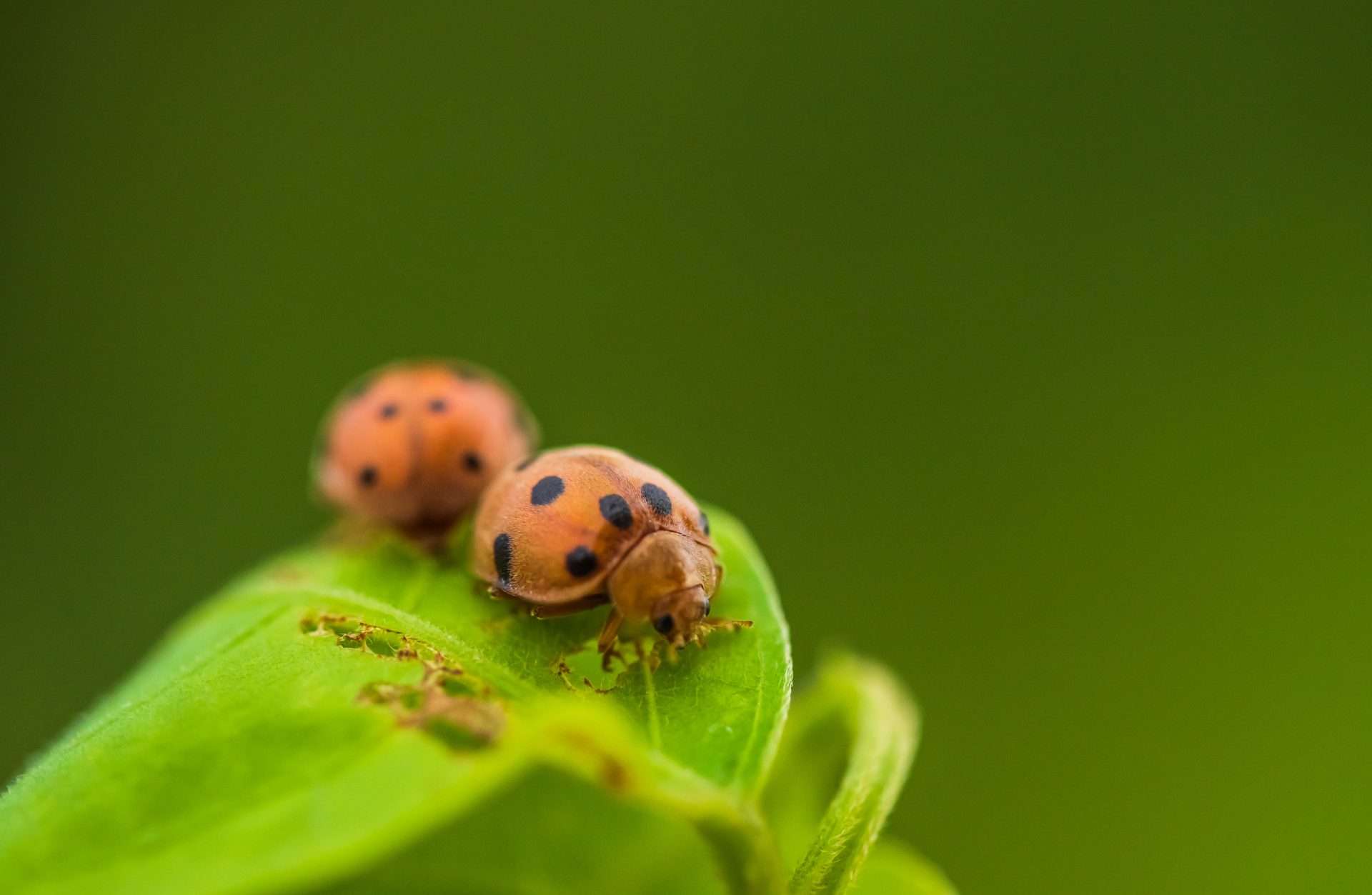 Two ladybugs together on a leaf.