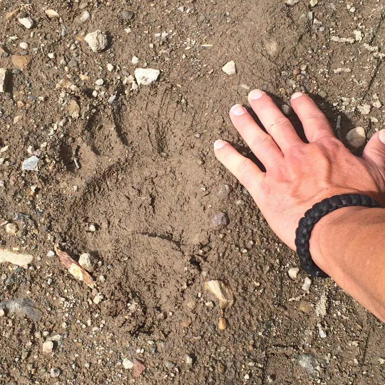 Mans hand next to bear print in mud.