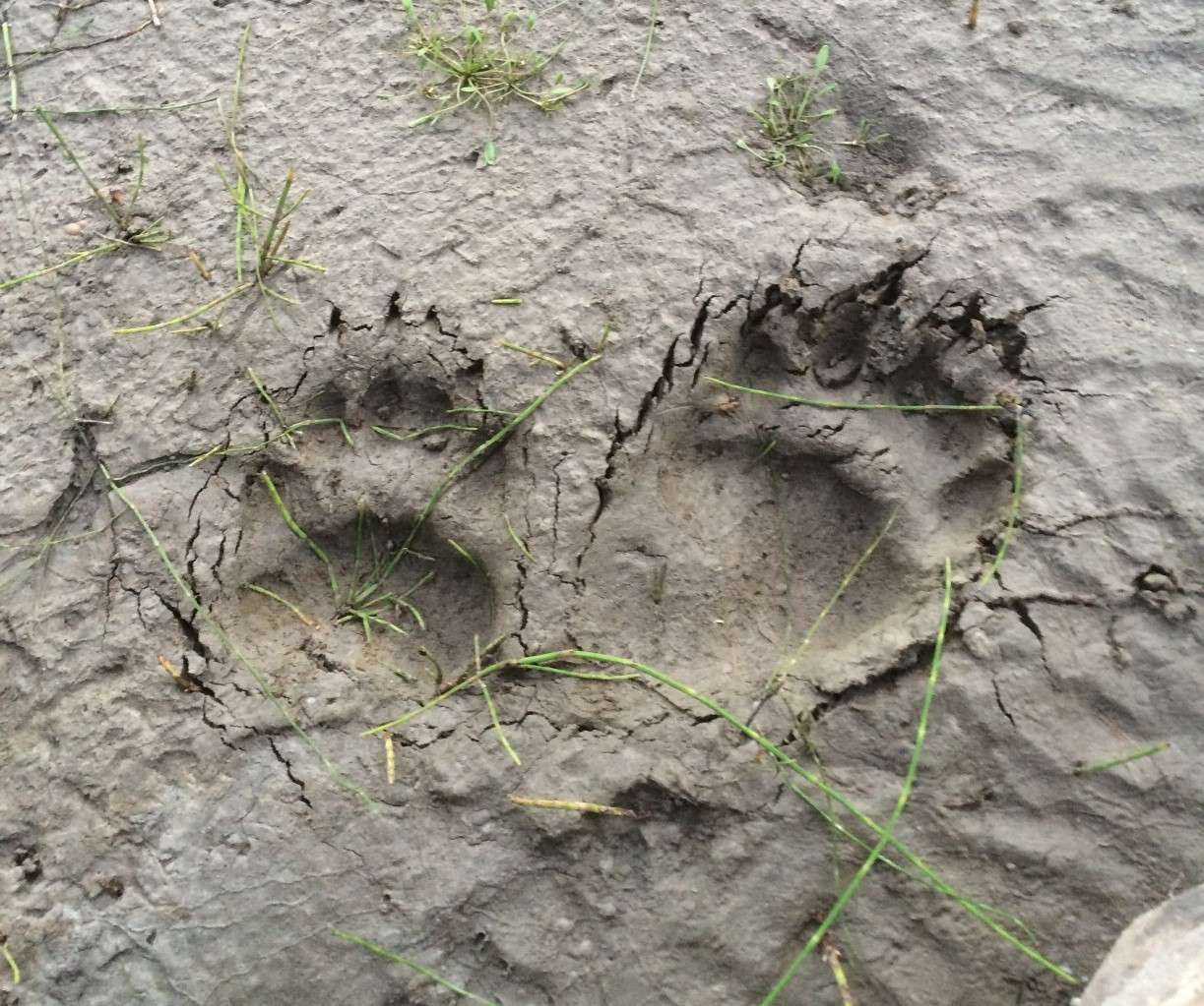 Set of two animal tracks, one large and one small.