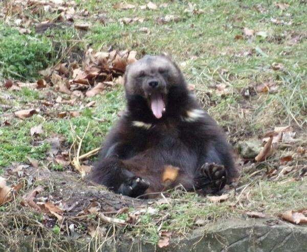 Wolverine yawning in nature.