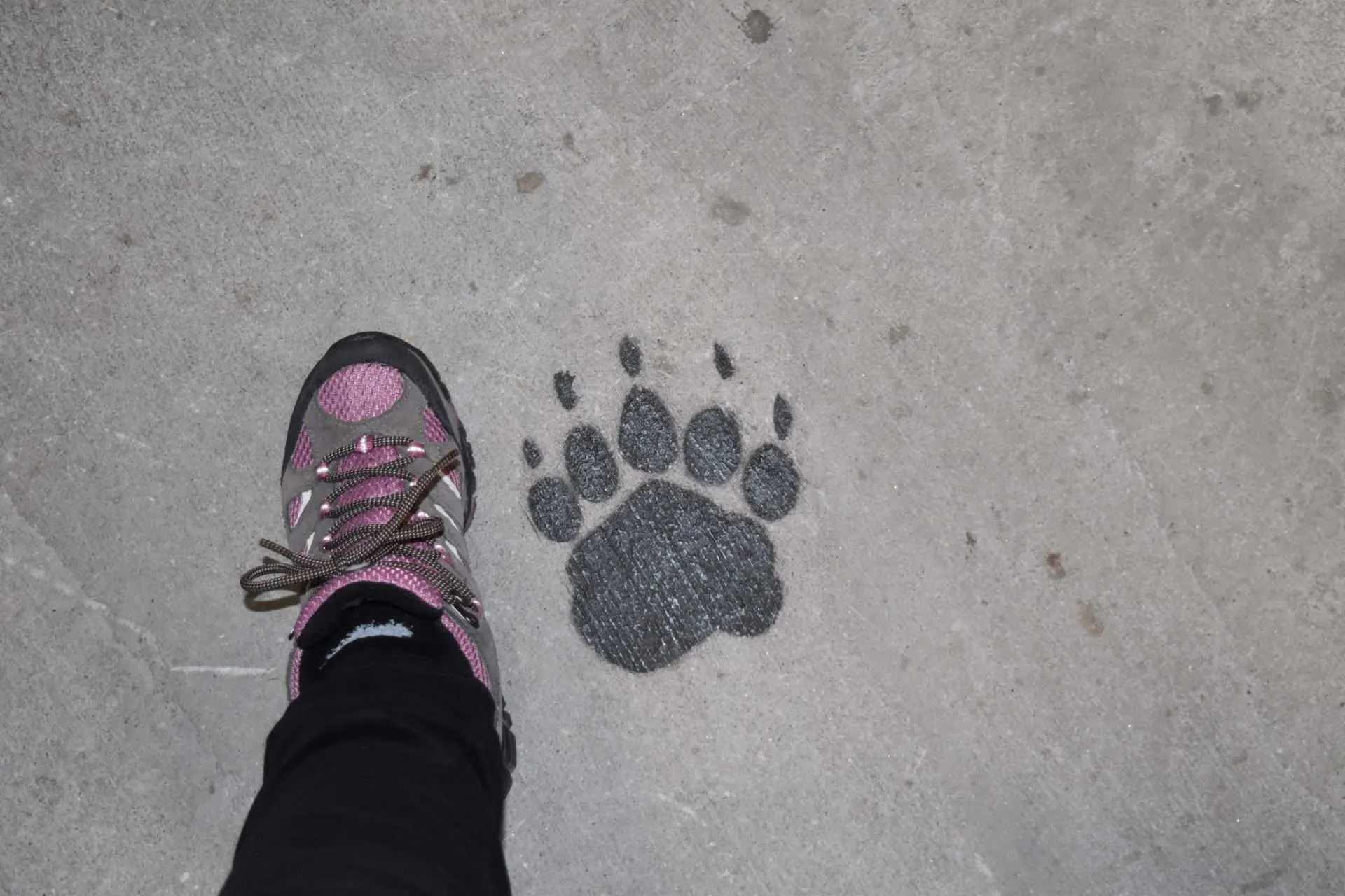 Persons foot next to bear foot print.