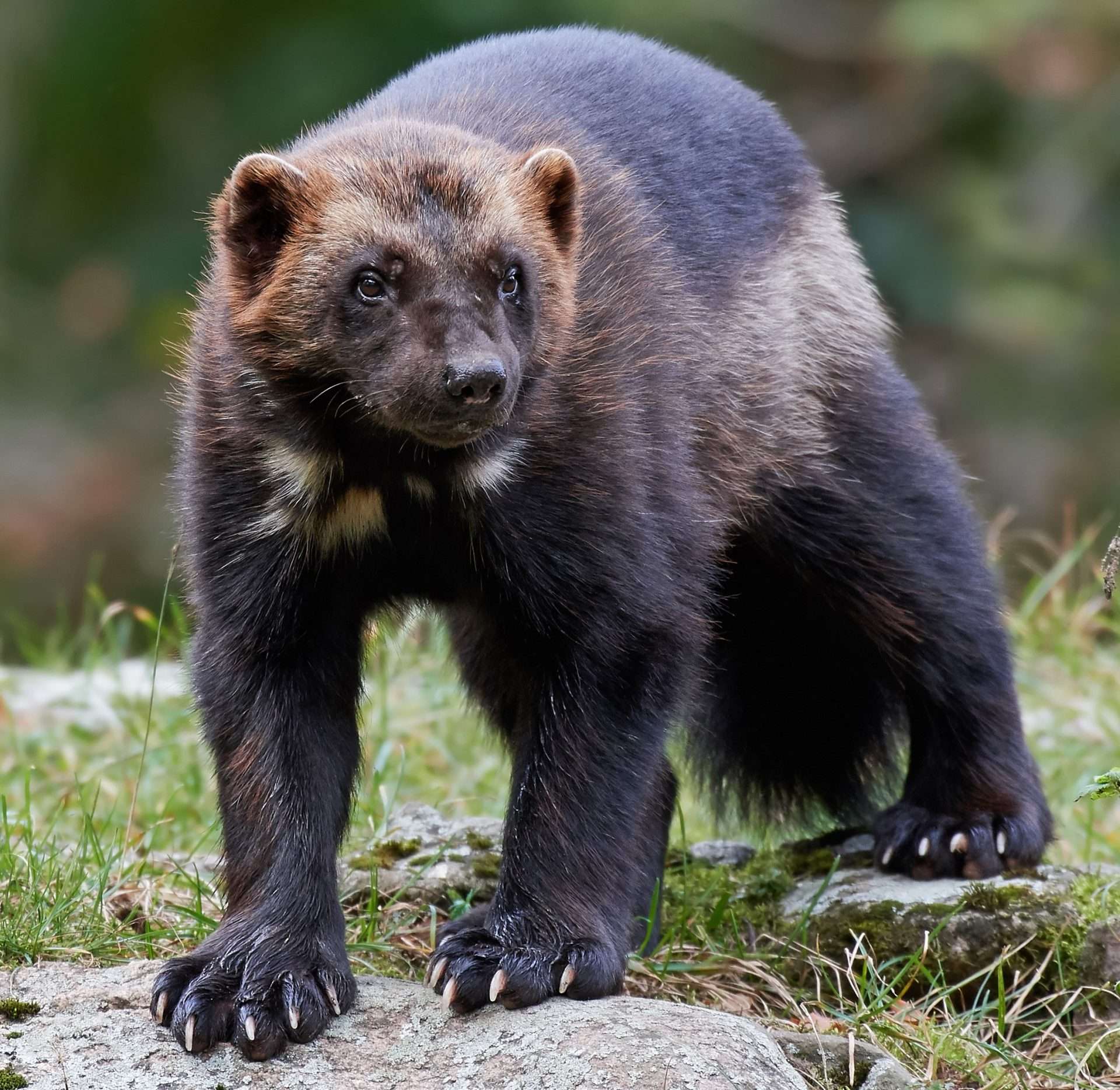 7 Best States to See Wolverines in the Wild - Mortons on the Move