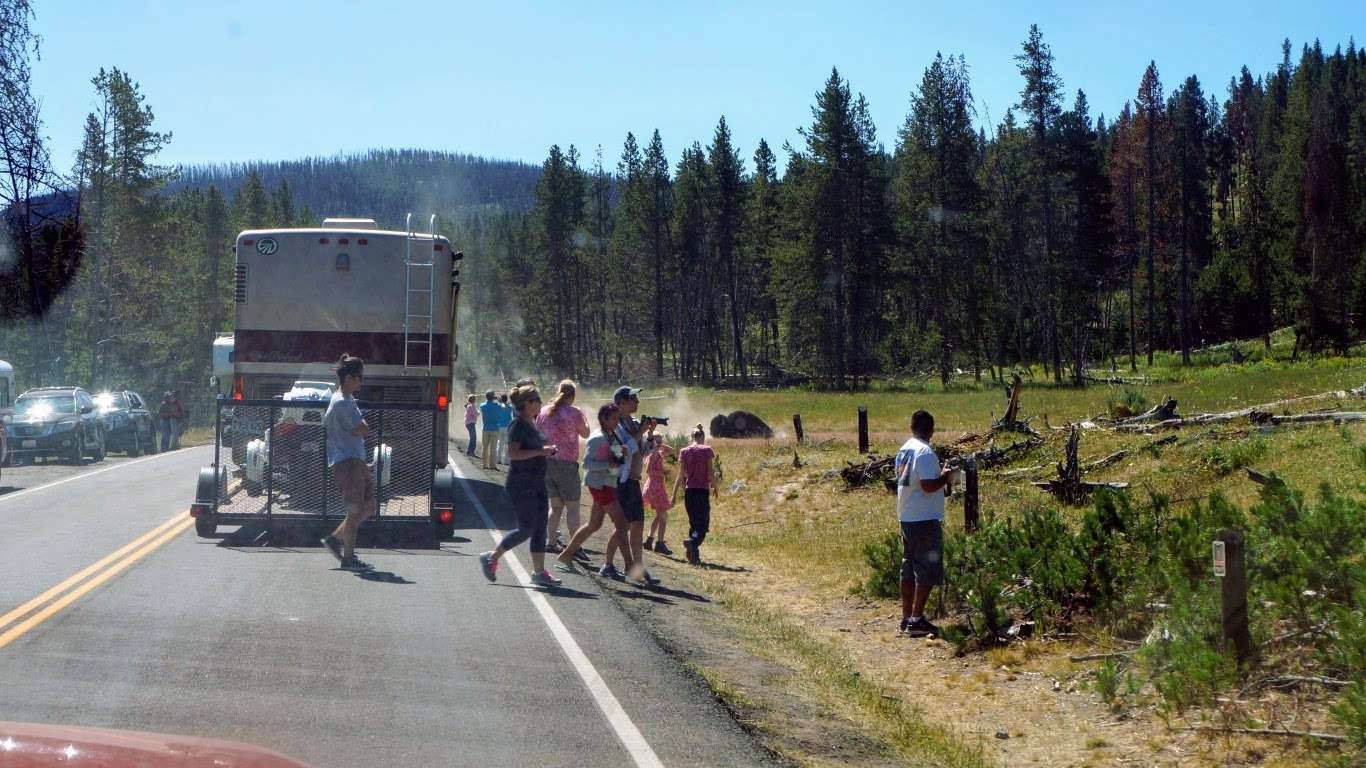 crowd of people near bison in yellowstone national park