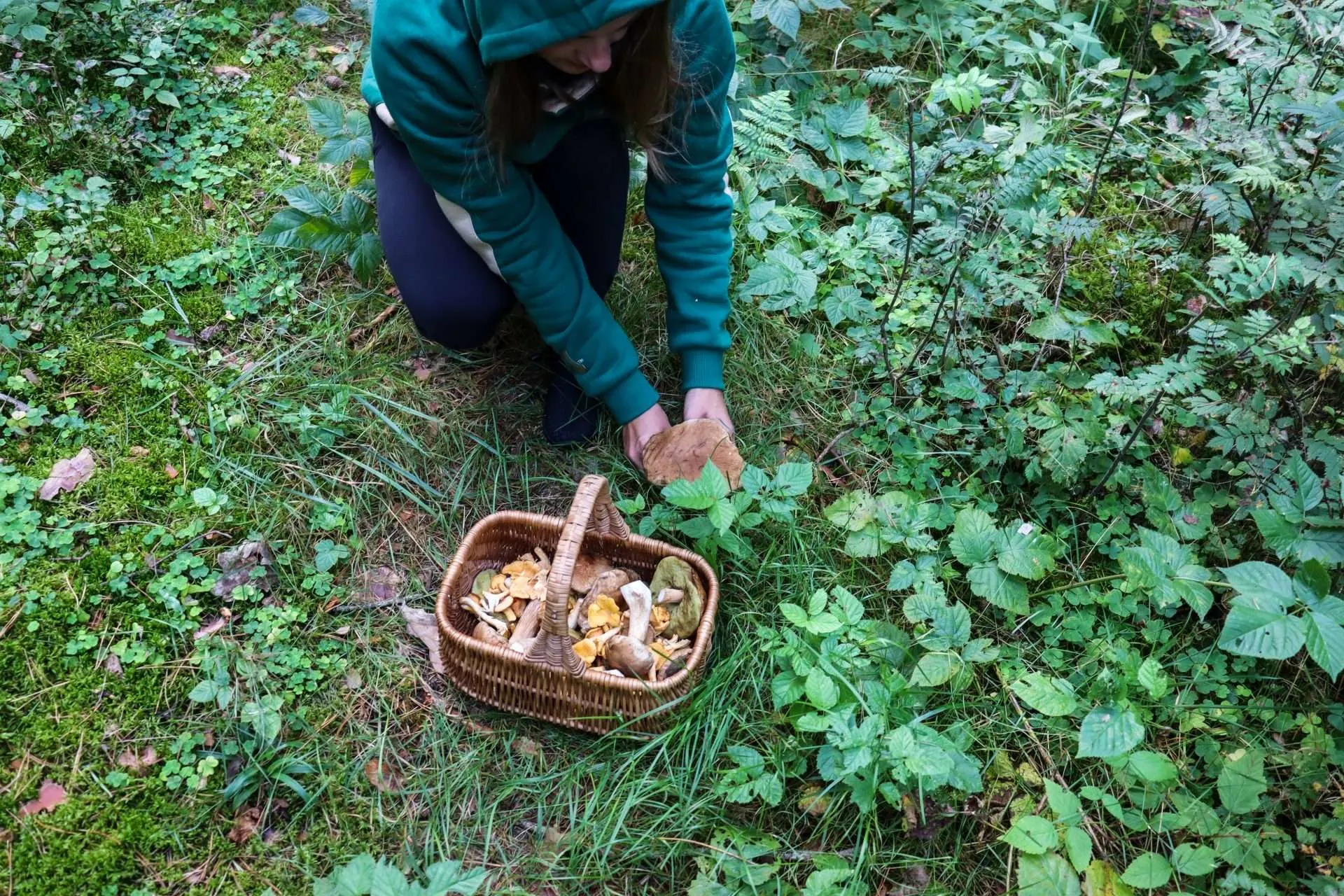 Woman foraging plants in a forest.