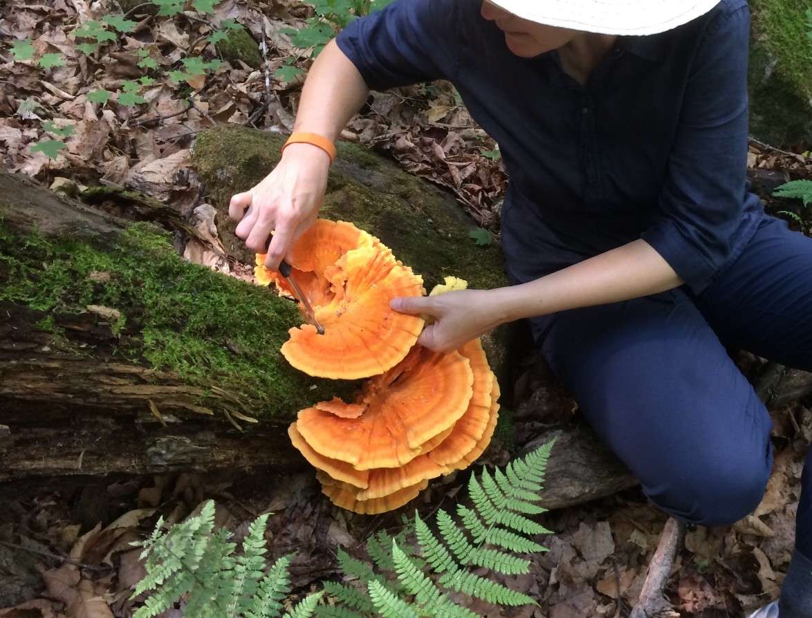 Woman cutting mushrooms of of tree while foraging for food.
