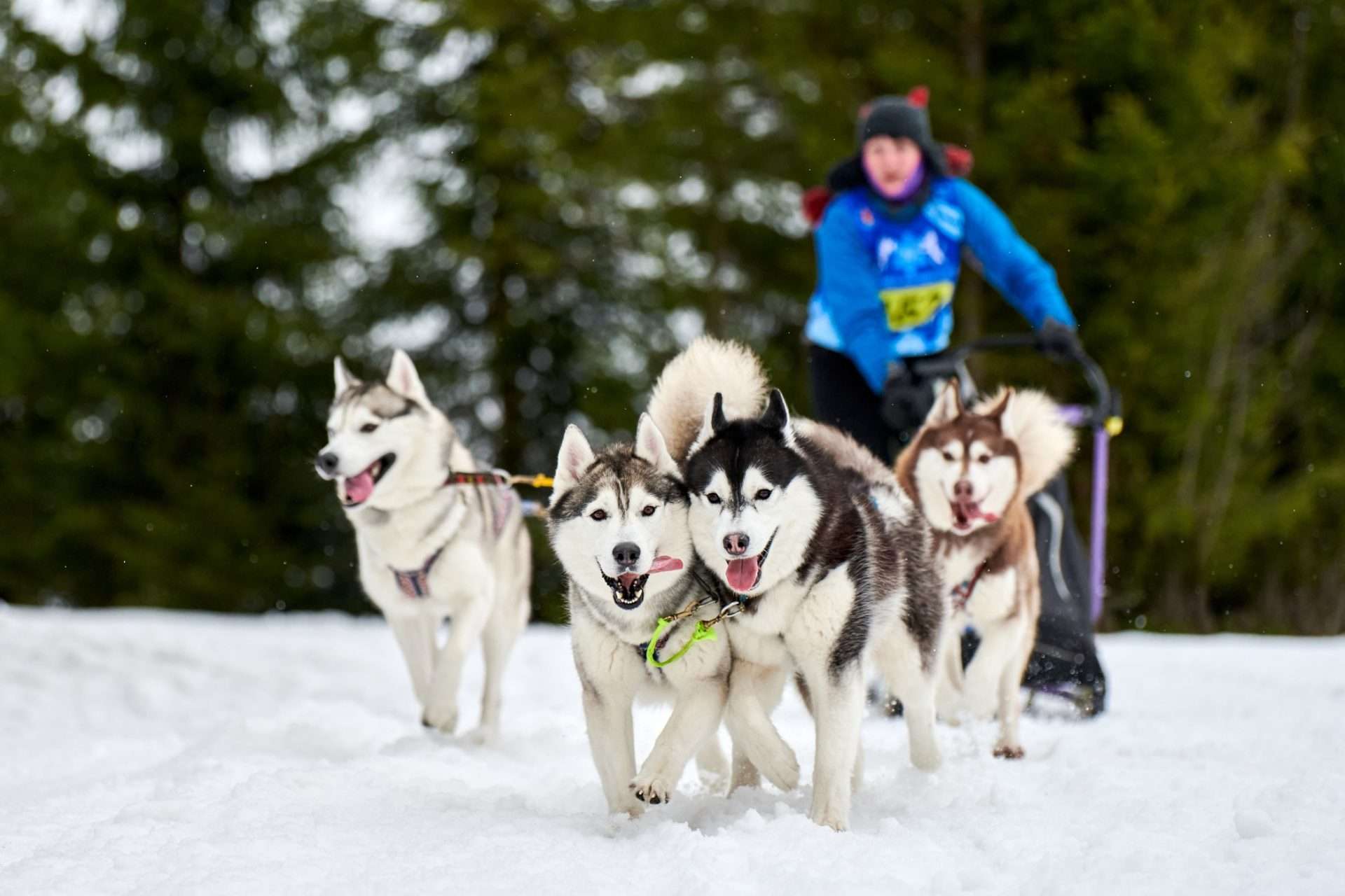 Dog sled race in Nome, Alaska
