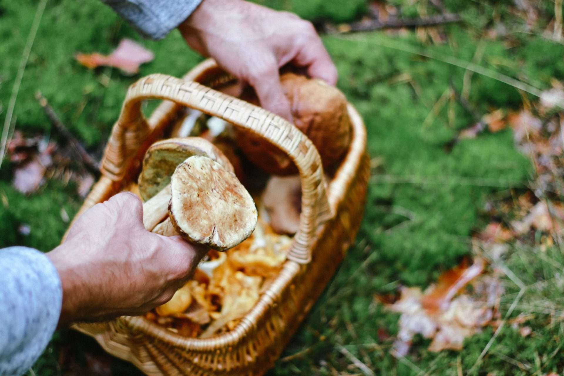 Person putting mushrooms into a basket while foraging.