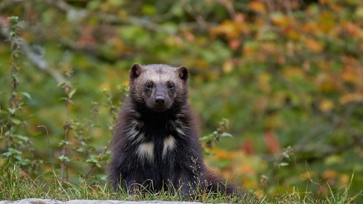 7 Best States to See Wolverines in the Wild