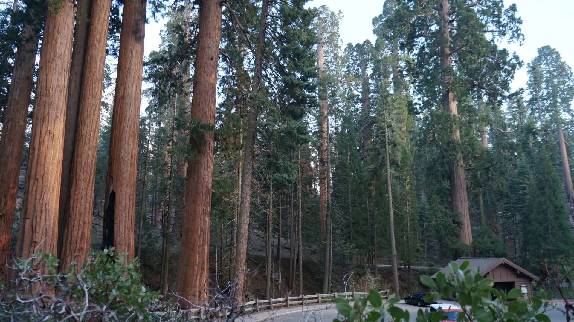 Sequoia trees next to campsite