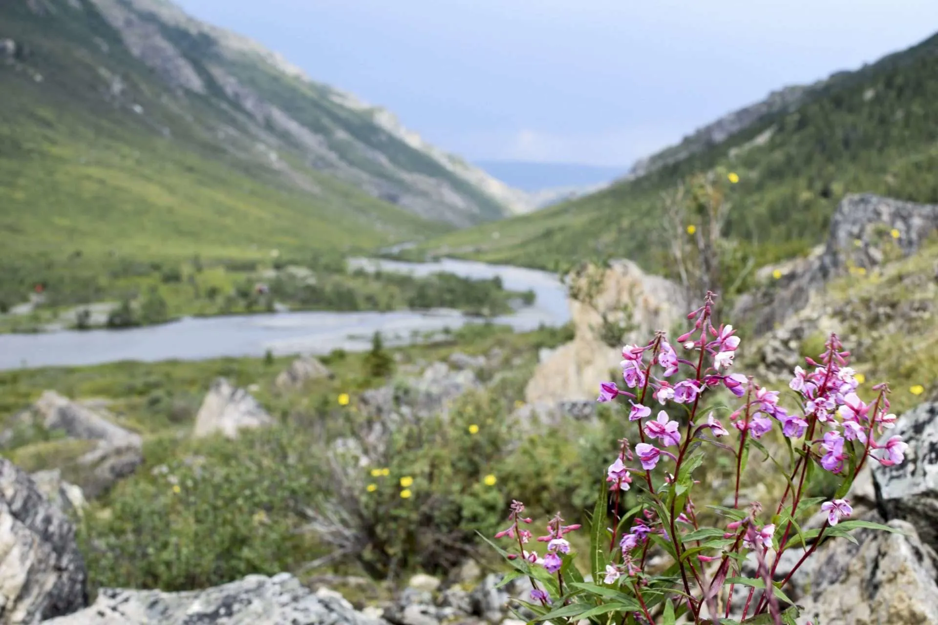 Flowers growing in Denali National Park