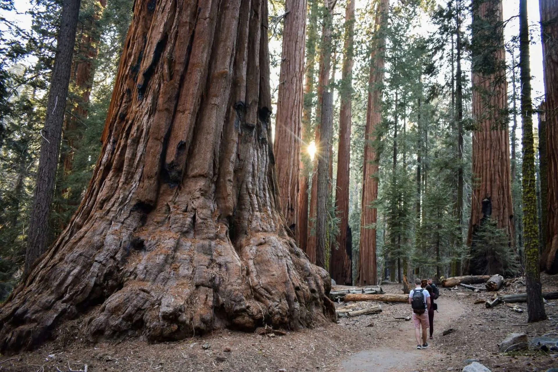 Man hiking through Sequoia National Park
