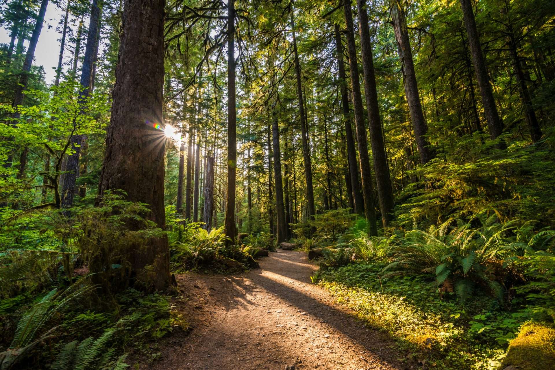 Trail in forest in Olympic National Park