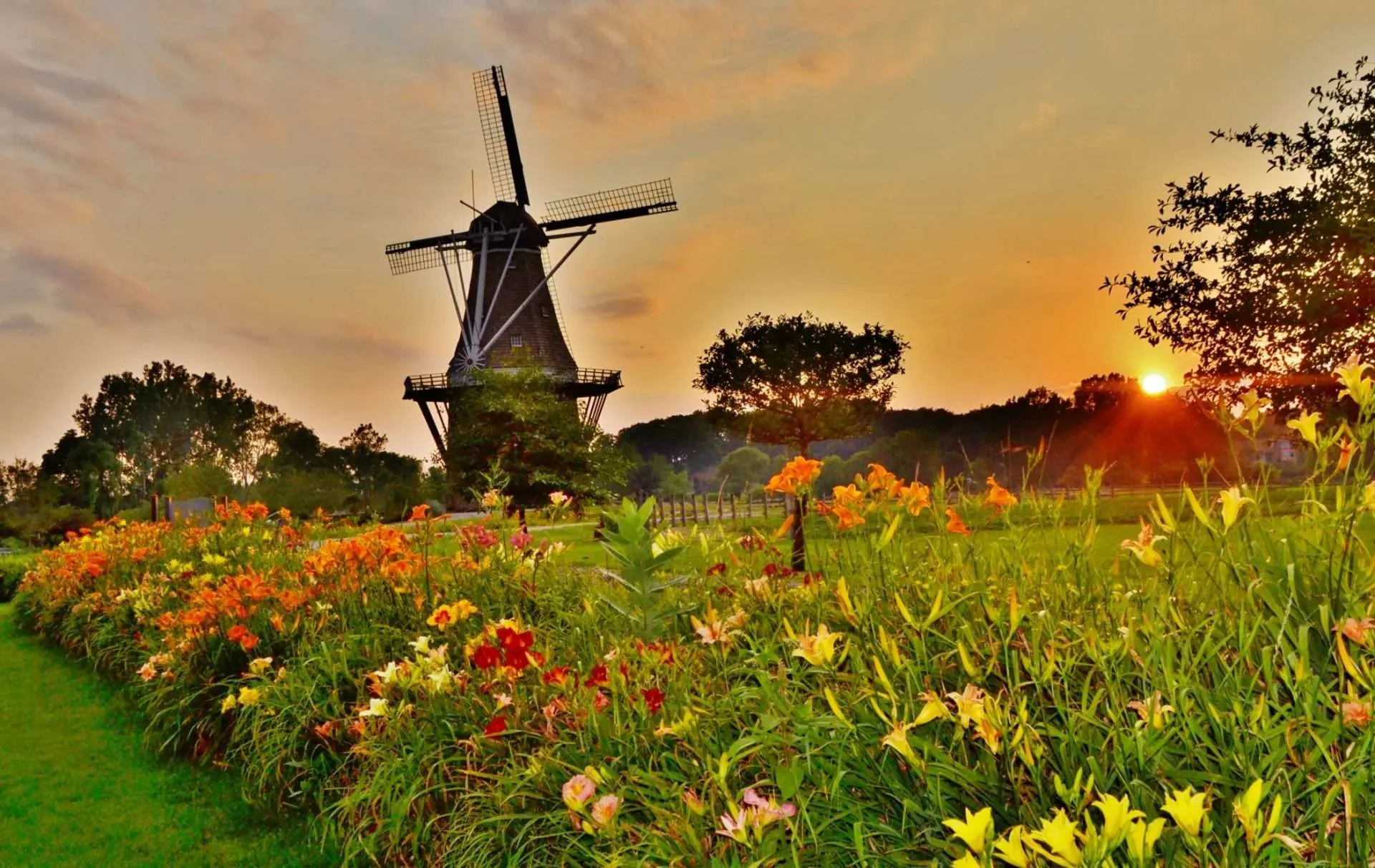 Windmill and tulip field in Dutch Village in Holland, MI