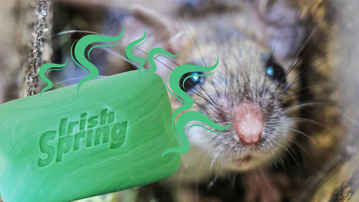 Does Irish Spring Repel Mice