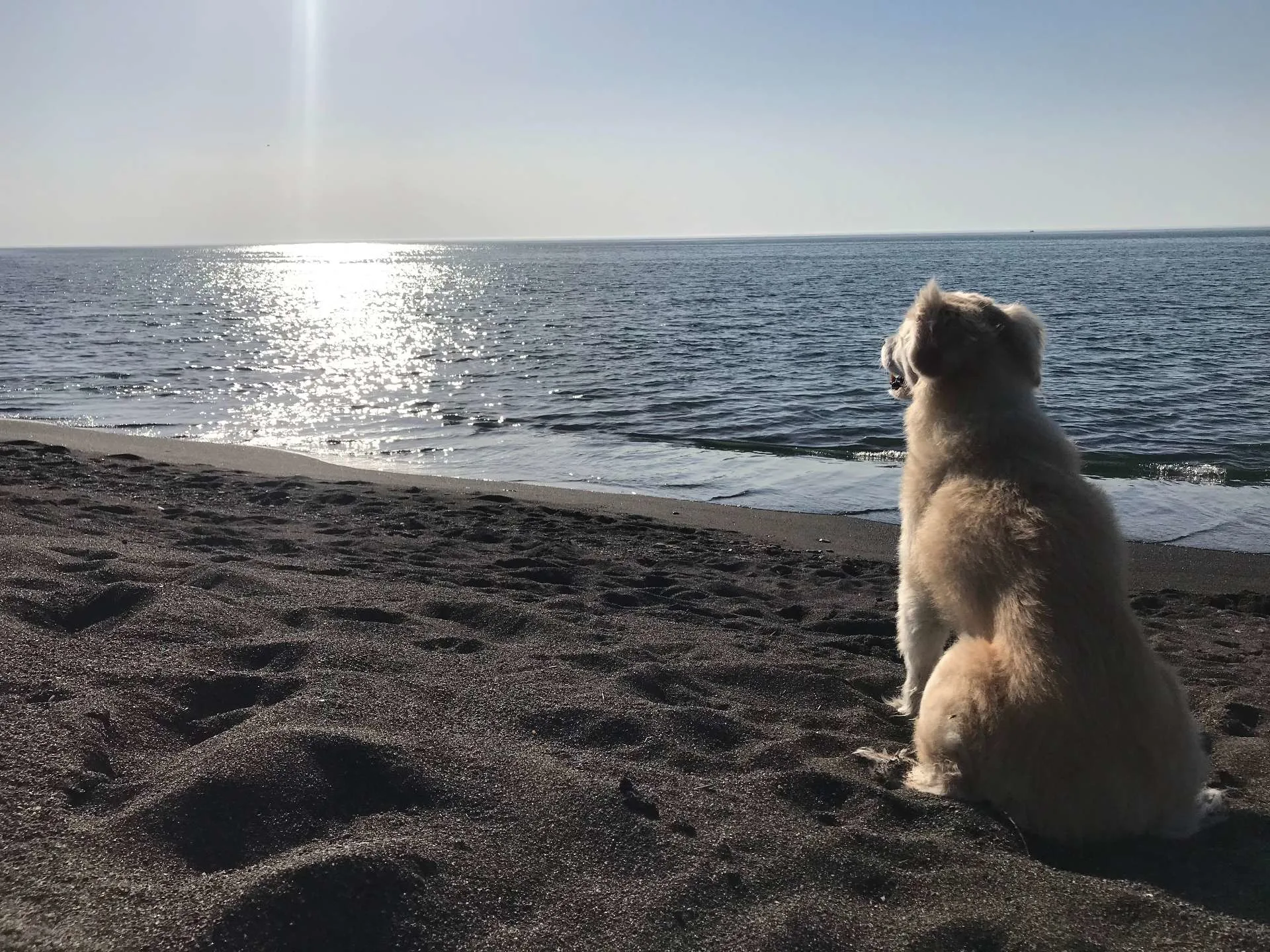 dog looking across lake superior