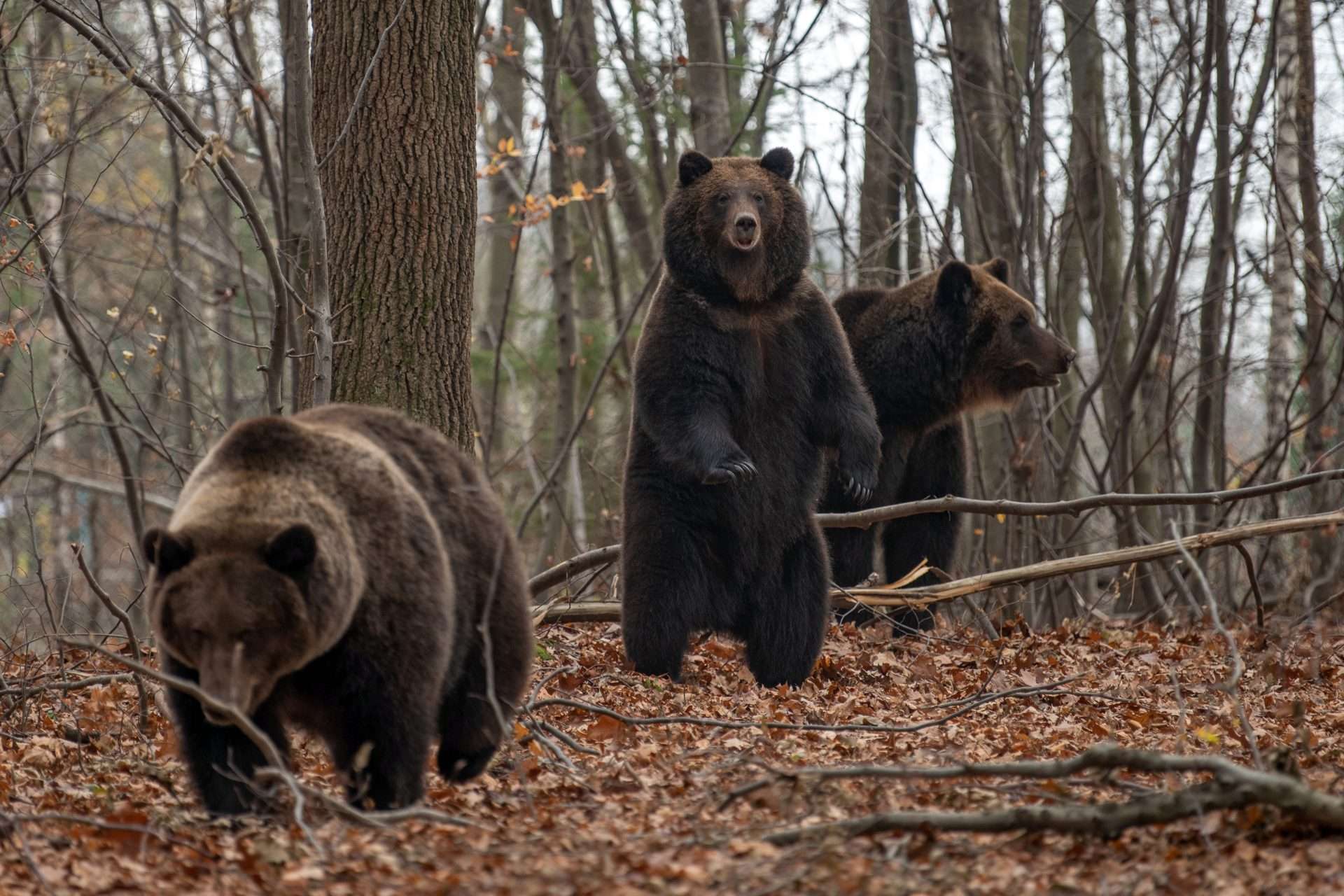 Bears looking for food in the woods.