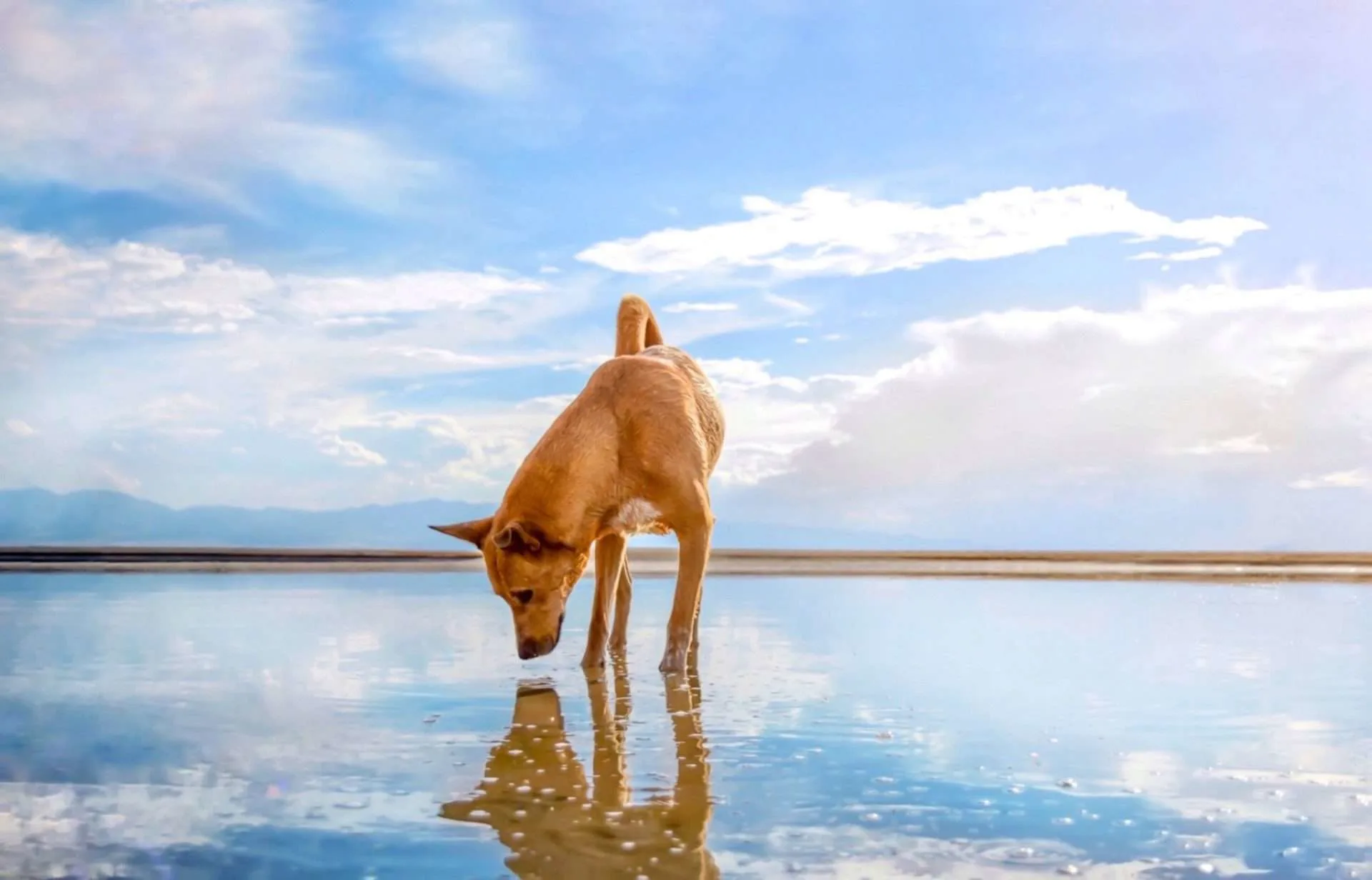 Dog sniffing around on the beach in front of the Great Salt Lake.