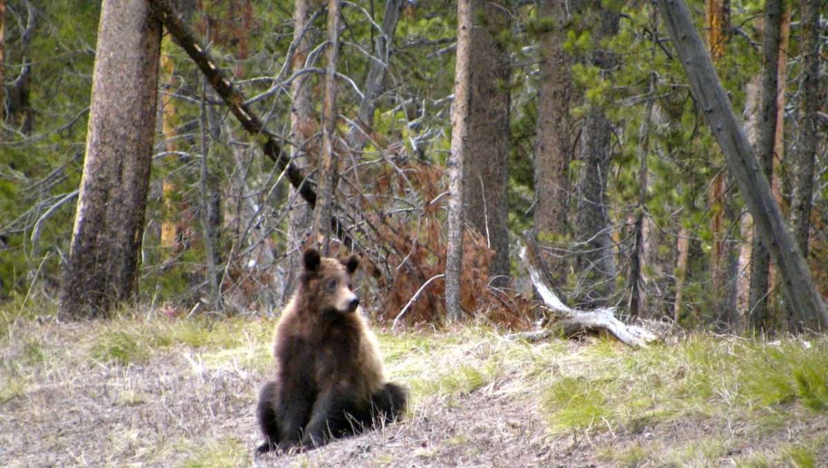 Bear sitting in Grand Teton National Park