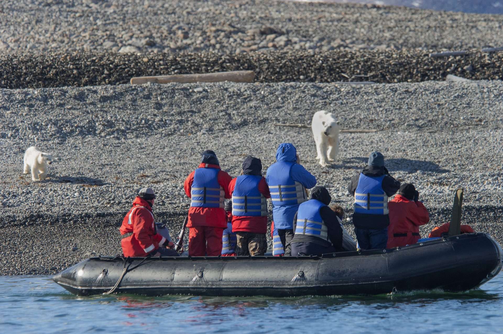 Boat of people in Alaska driving by coastline where mom and baby polar bear are.