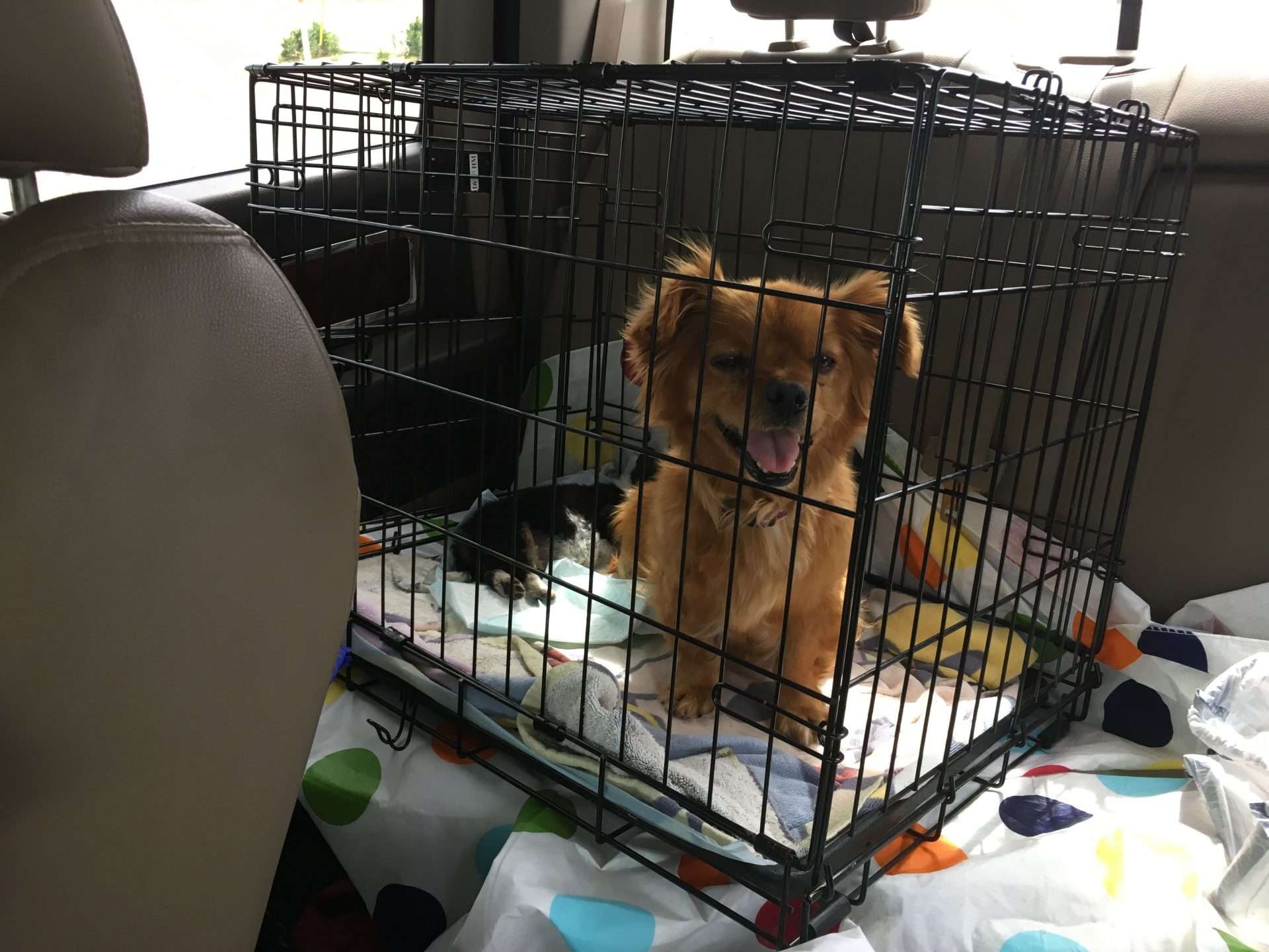 Little dog sitting in RV dog kennel in the back of a truck