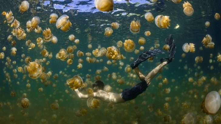 Boy swimming in a colony of jellyfish