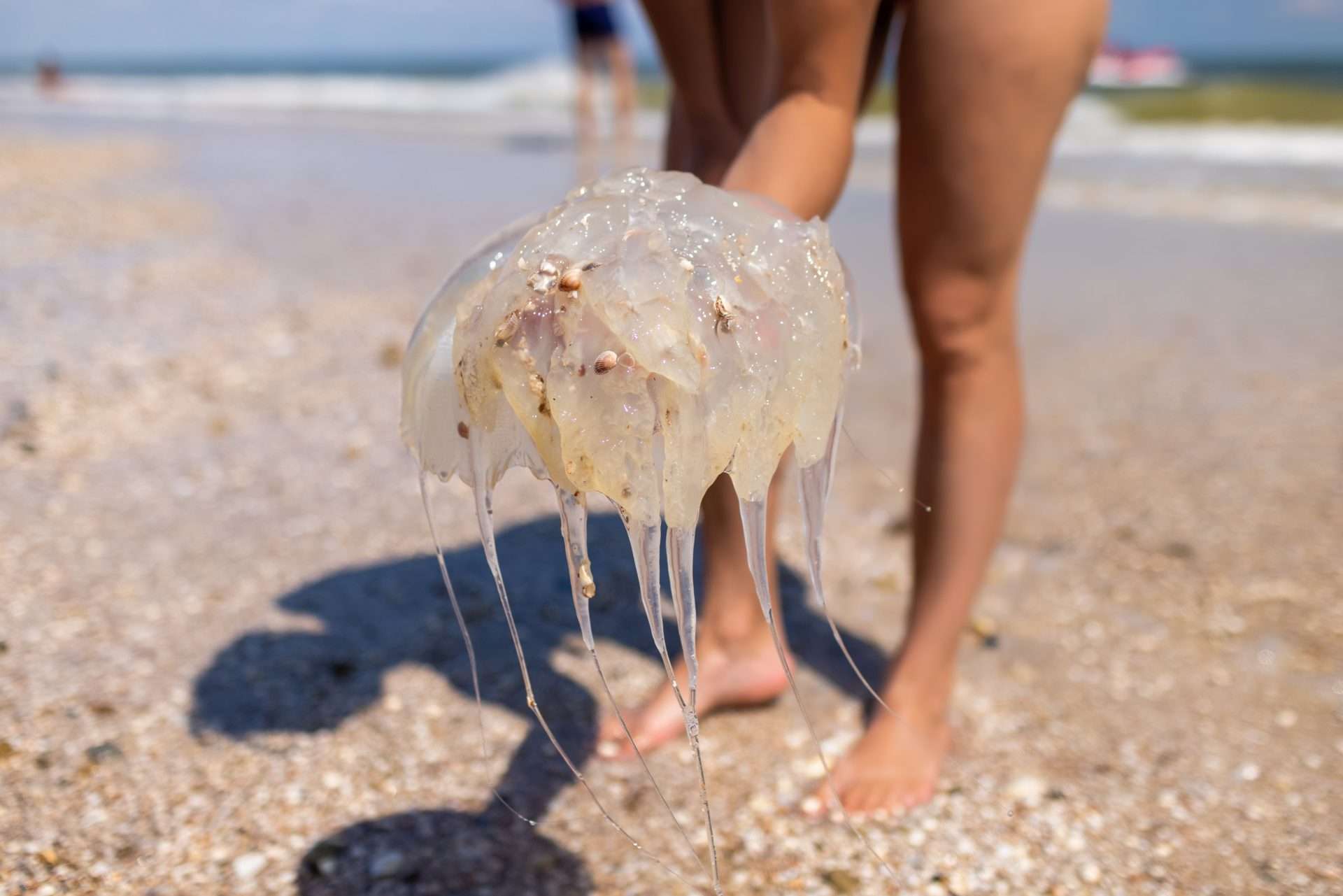 Child holding large jellyfish on the beach.